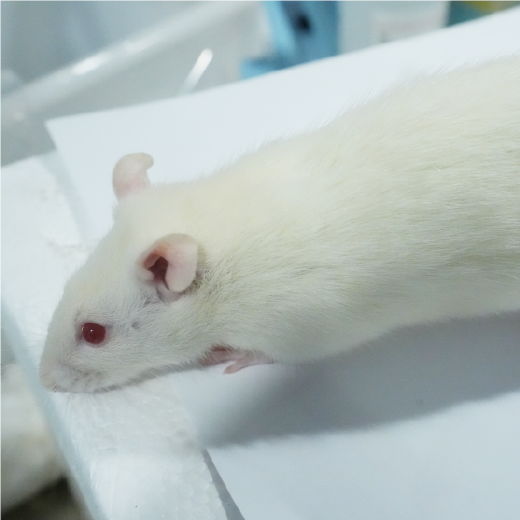 肥胖動物模型
