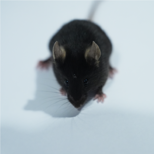 便秘動物模型